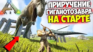 КАК ПРИРУЧИТЬ ГИГАНОТОЗАВРА в ARK!? Лучший ГАЙД для НОВИЧКОВ! Гига на СТАРТЕ ИГРЫ в АРК!