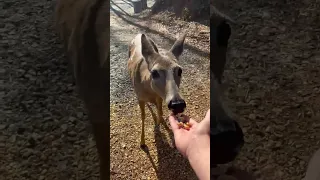 Sweet girl loves trail mix!!! #blessed #deer #beautiful #country #life