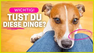 9 Dinge, die dein Hund täglich von dir braucht!