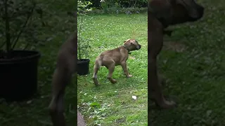 Cane Corso Welpe und sein Beschützerinstinkt