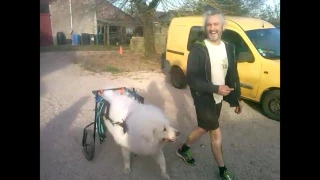 chariot pour chien handicapé course