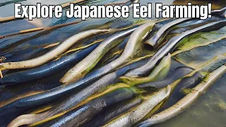 Amazing Eel Farming in Japan - Breeding Eel