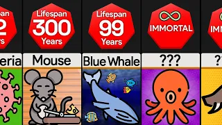 Comparison: Animal Lifespan