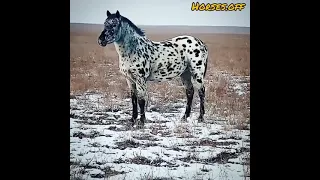 Какой красивый лошадь 😍😍