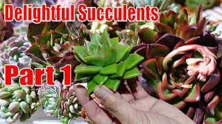 PART 1: AMAZING Succulent Haul UNBOXING from SUCCULENTS DELIGHT