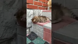 Мама кошка учит котенка как надо спускаться😻