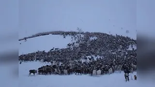 Рабочий день оленевода  / Перегон стада оленей / Полярный Урал / Пайер