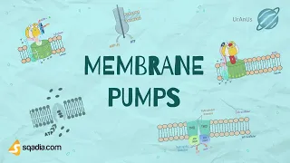 Membrane Pumps Structure and Functions | Cell Biology Transport Proteins | Intro