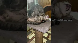 Спокойной ночи 🌙  котёнок 😘🛌 🍼🐈🐈