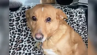 She was sobbing in the car, she wanted to wait for the owner who left her