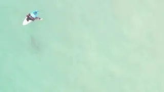 The surfer stepped on the shark and he reacted