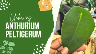 Anthurium Peltigerum | Unboxing Wish list plant