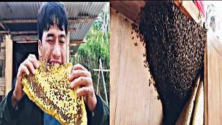 Harvesting honey  from beehive 🍯