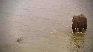 Elephant Finds A Crocodile In The River