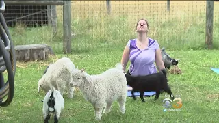 Goat Yoga Gathers A Herd Of Participants