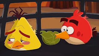 Angry Birds sus episode