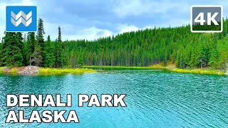 [4K] Denali National Park, Alaska USA - Horseshoe Lake Trail Hiking / Walking Tour Treadmill Workout