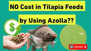 NO Cost in Tilapia Feeds by Using Azolla. Save up to 100 percent Feed Cost. #savemoney #growyourfood