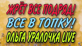 ВСЕ СЪЕДОБНОЕ В ТОПКУ. ВСЕ ПЕРЕВАРИТСЯ. ОЛЬГА УРАЛОЧКА LIVE.