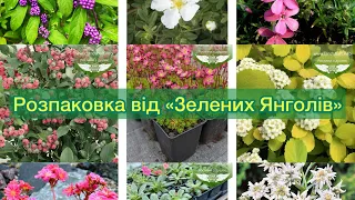 Розпаковка від «Зелених Янголів». Поповнення колекції рослин для альпійської гірки