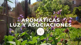 Aromáticas de SOMBRA y PLENO SOL + ASOCIACIONES + Tour de aromáticas | Huerta y huerta