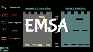 Gel Mobility Shift Assay | EMSA | Electrophoretic Mobility Shift Assay |