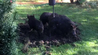 Group of wild boars seen east of Toronto sparks concern