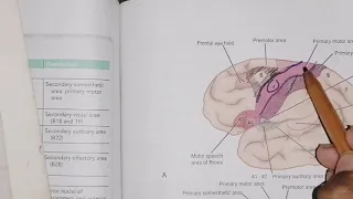 Functional areas of Cerebrum, localization, #frontal_lobe_areas part1