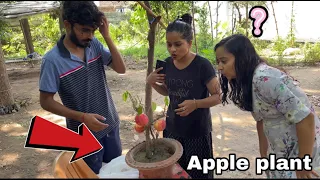 Apple plant prank 🔥 | everyone shocked 😳 | Ginni pandey pranks