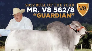 Mr. V8 562/8 "Guardian" Brahman Bull — 2022 V8 Ranch Bull of the Year