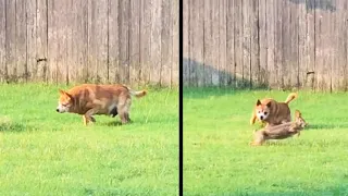 Dog Uncovers a Furry Friend