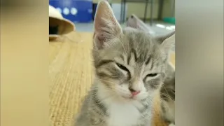 cute cat fall on sleep funny - cute animals sleeping funny😴😍 2020