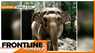 49-year-old na elepanteng si Mali, namatay na sa Manila Zoo | Frontline Pilipinas