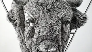 Bison Detailed Ink Drawing