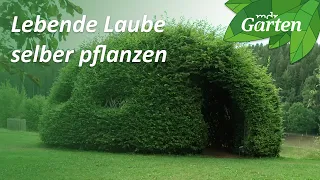 Grüne Lauben und lebende Möbel aus Bäumen planen, anlegen und gestalten | MDR Garten