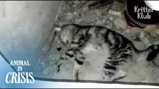 Lost Cat Found With Brain Damage Dying Alone In The Cement Room | Animal in Crisis EP83