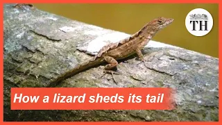 How does a lizard lose its tail?