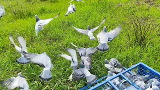 Спортивные голуби/ первая тренировка/ Racing pigeons