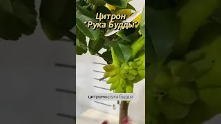 Цитрон Рука Будды -  #цитрусовые #комнатныерастения #цитрусовыерастения #цитрусмикс