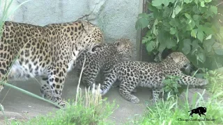 Endangered Amur Leopard Cubs Born at Brookfield Zoo