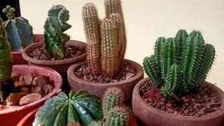 Rare cactus collections