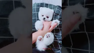 【Compilation】Dog Pet Puppy Pomeranian Grooming Teddy bear style ! dogs story! #short 40