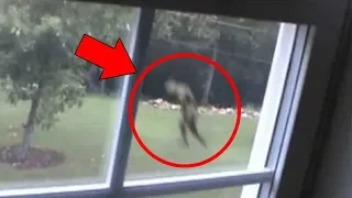 Top 10 Scary & Mysterious Creature Accidentally Caught On Camera