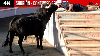 SARRIÓN // Concurso con toros y vacas (PAREJO, HNOS. CALI, R. ALARCÓN, EVARISTO LÓPEZ y LECRIS)