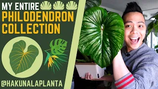 My Entire Philodendron Collection 💚 (PART 1)  - Gloriosum, Plowmanii, Pastazanum, Florida & MORE 🤩