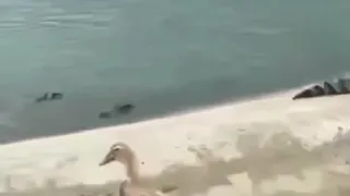 Unbelievable!! Duck survives and escapes DEATH passing by 5 crocodiles Voice Over