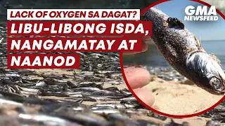 Libu-libong isda sa Chile, nangamatay at naanod sa baybayin | GMA News Feed