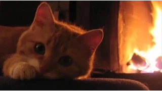 Relaxing Fireplace Crackling  Purring Cat - Natural sounds