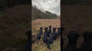 Nice marked retrieve from Luna while out picking up. #drivenshooting #labrador #gundog