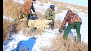 ДАУРСКИЙ ЗАПОВЕДНИК ИНСПЕКТОР